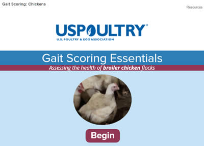 Gait Scoring Essentials: Chicken